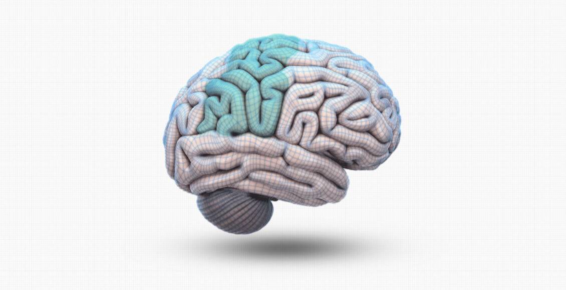Parietal Loblar